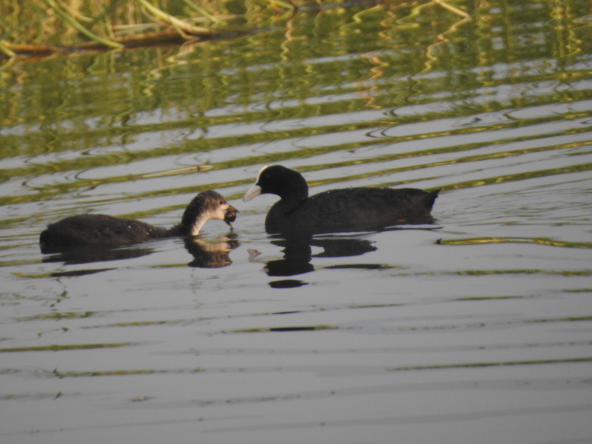 Eurasian Coot - Divya Subramani