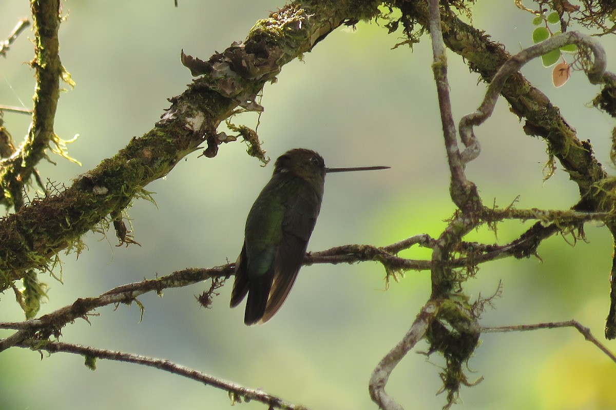 Green-fronted Lancebill - ML20810711