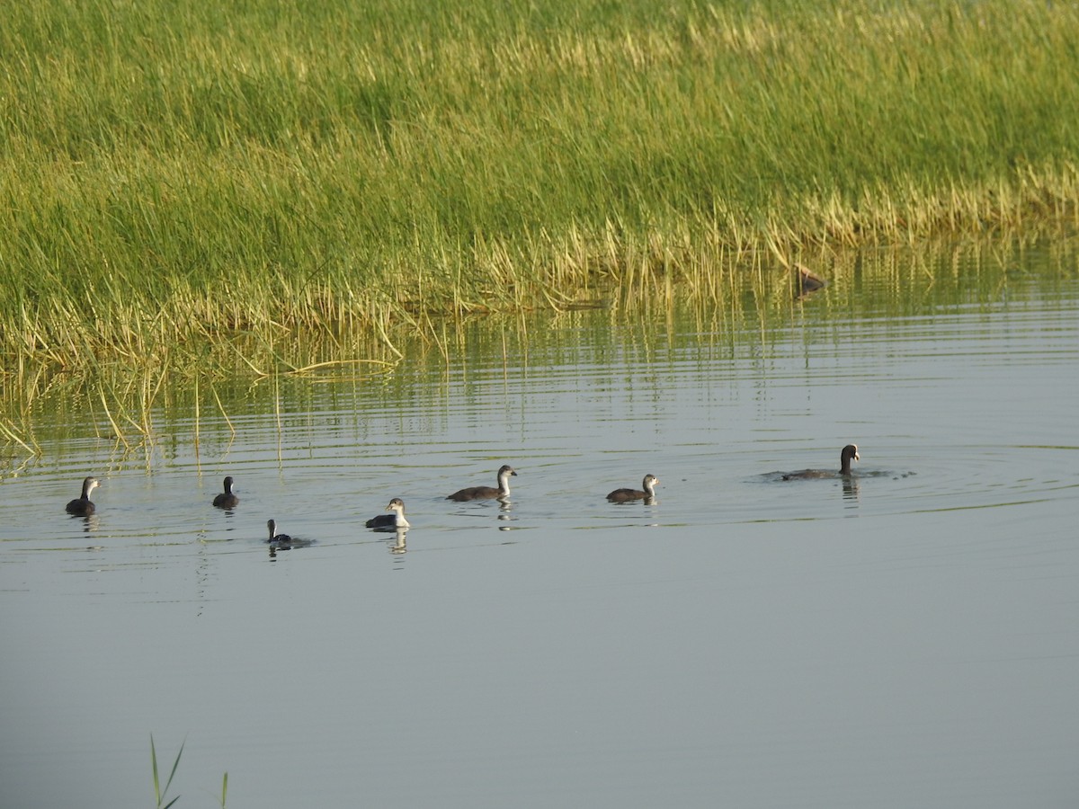 Eurasian Coot - Divya Subramani