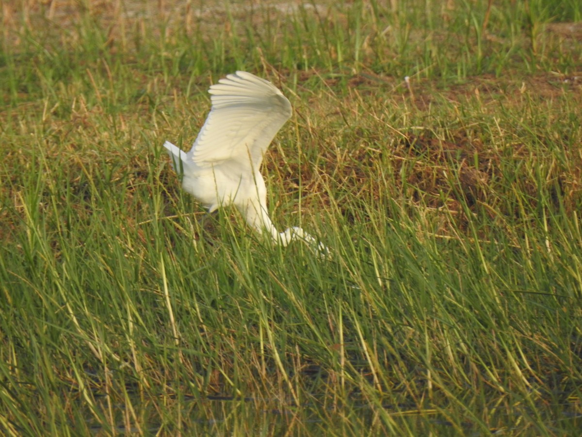 Medium Egret - ML208108441