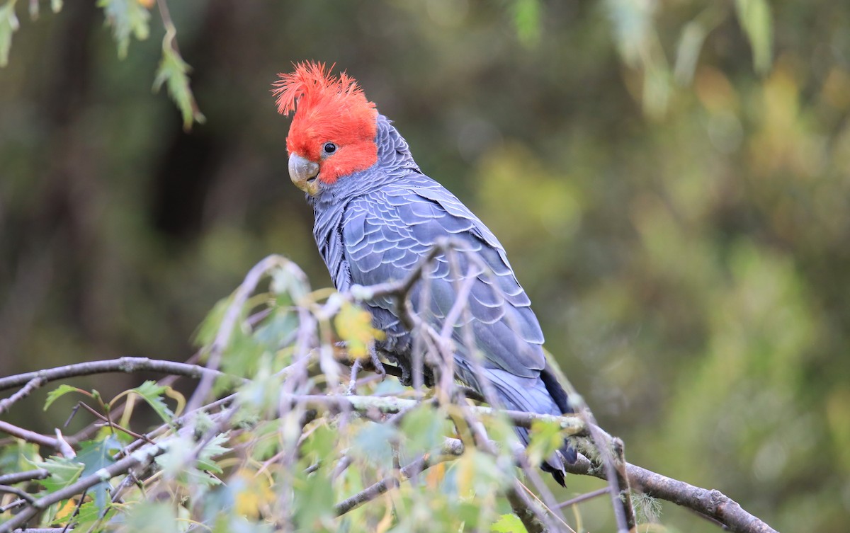 Gang-gang Cockatoo - Allen Lyu