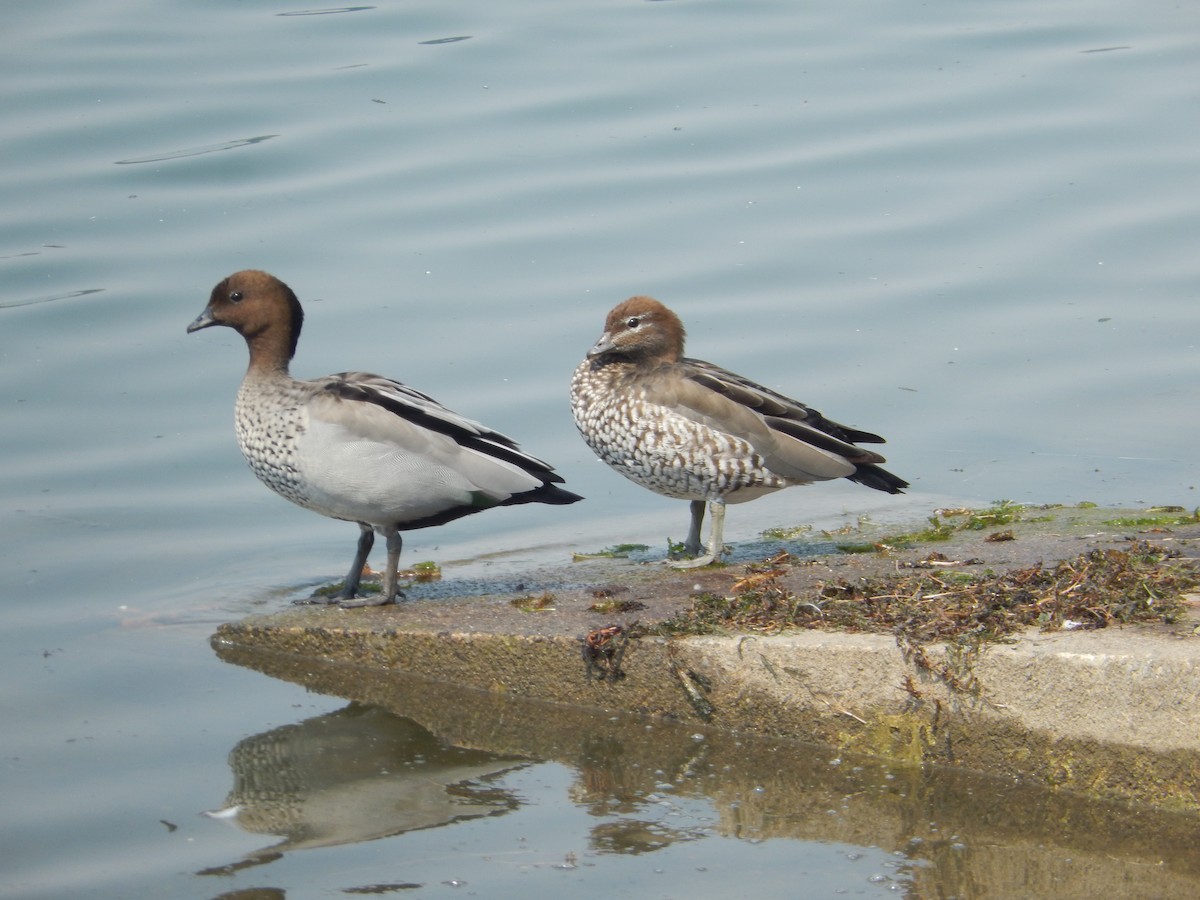 Maned Duck - ML208108911