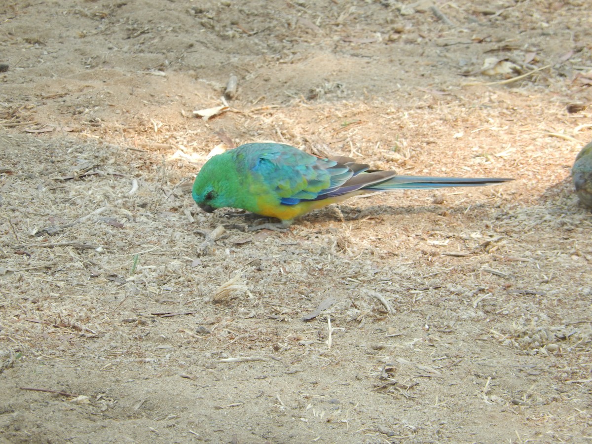 Red-rumped Parrot - ML208108981