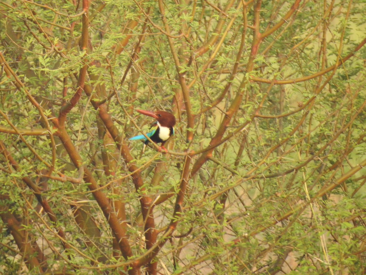 White-throated Kingfisher - ML208109381