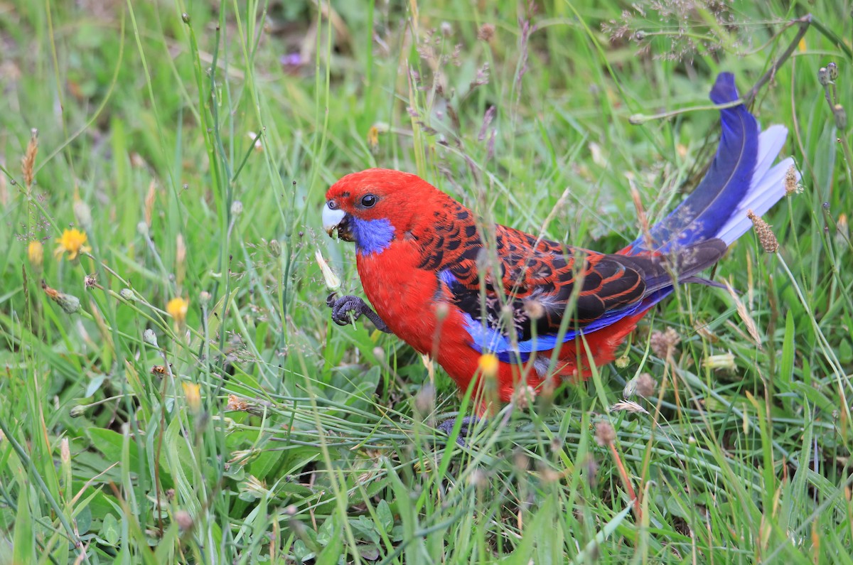 Crimson Rosella - Allen Lyu