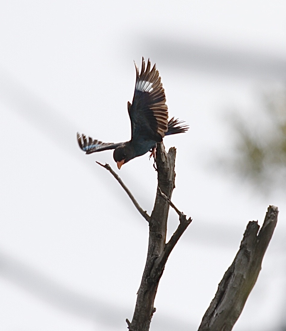 Dollarbird - Mohd Syafiq Sivakumaran