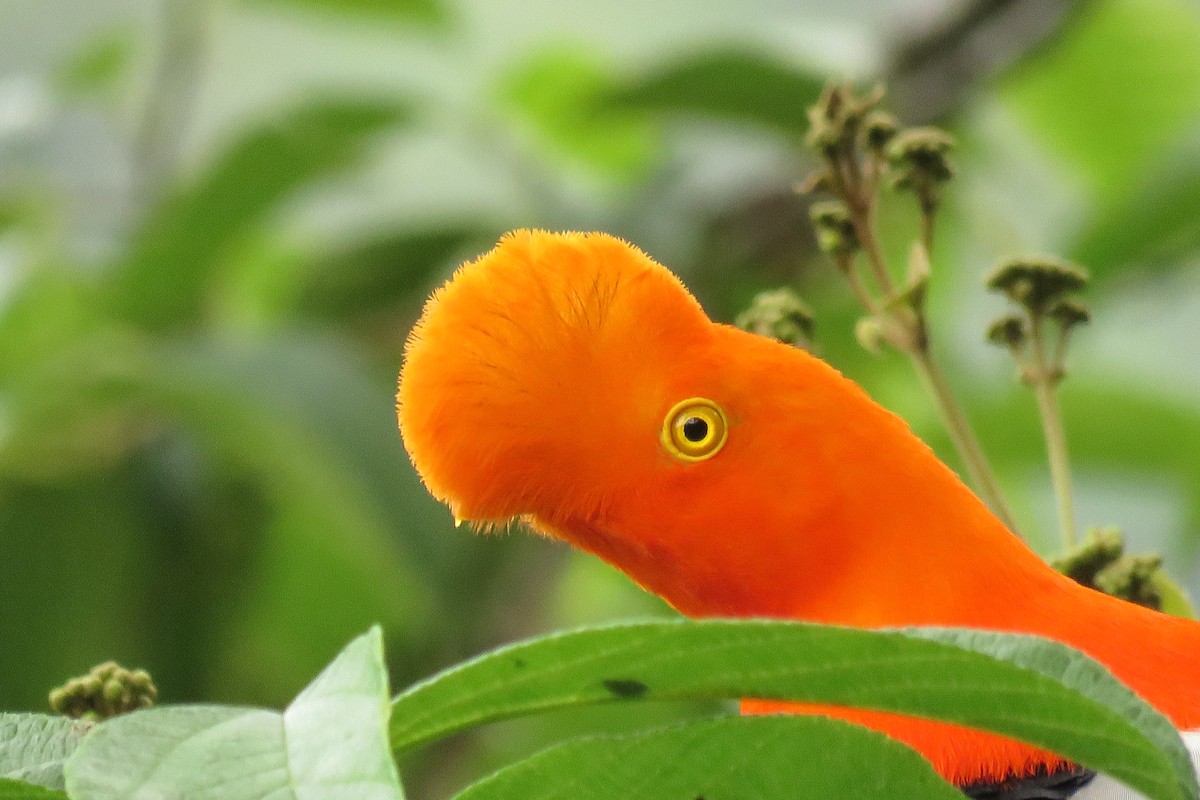 Andean Cock-of-the-rock - Brayan Coral Jaramillo