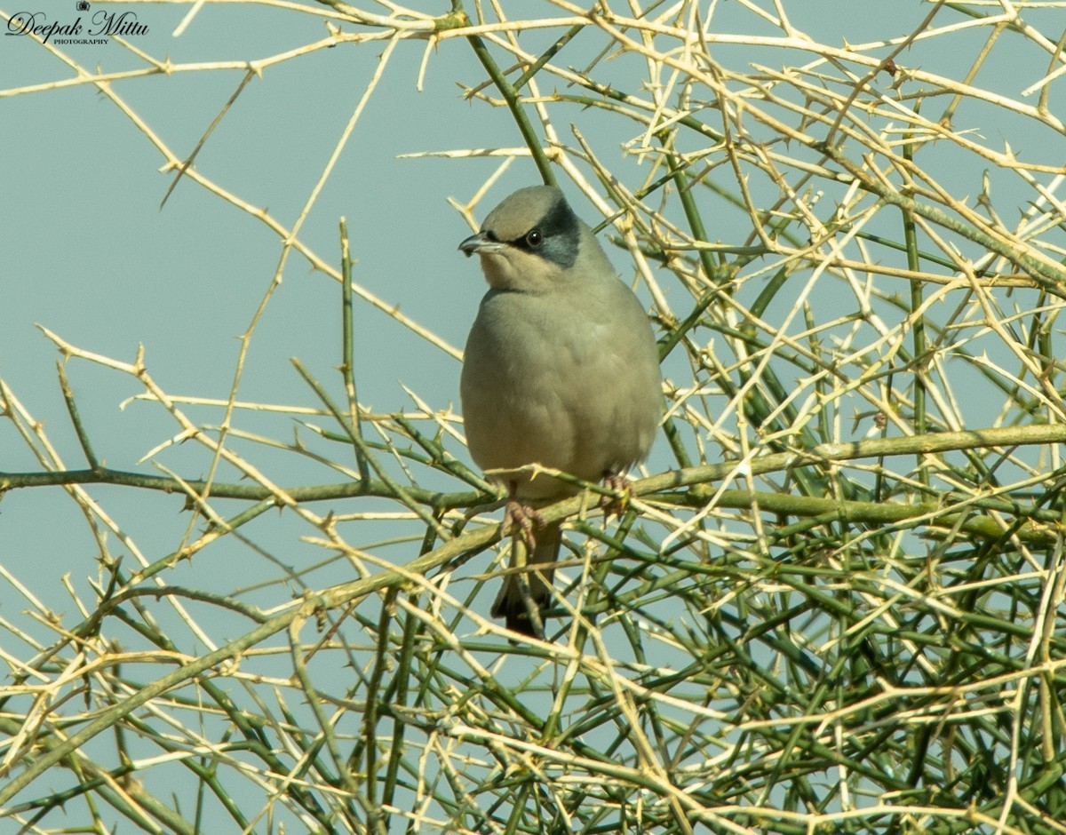 חיוורנית - ML208115481