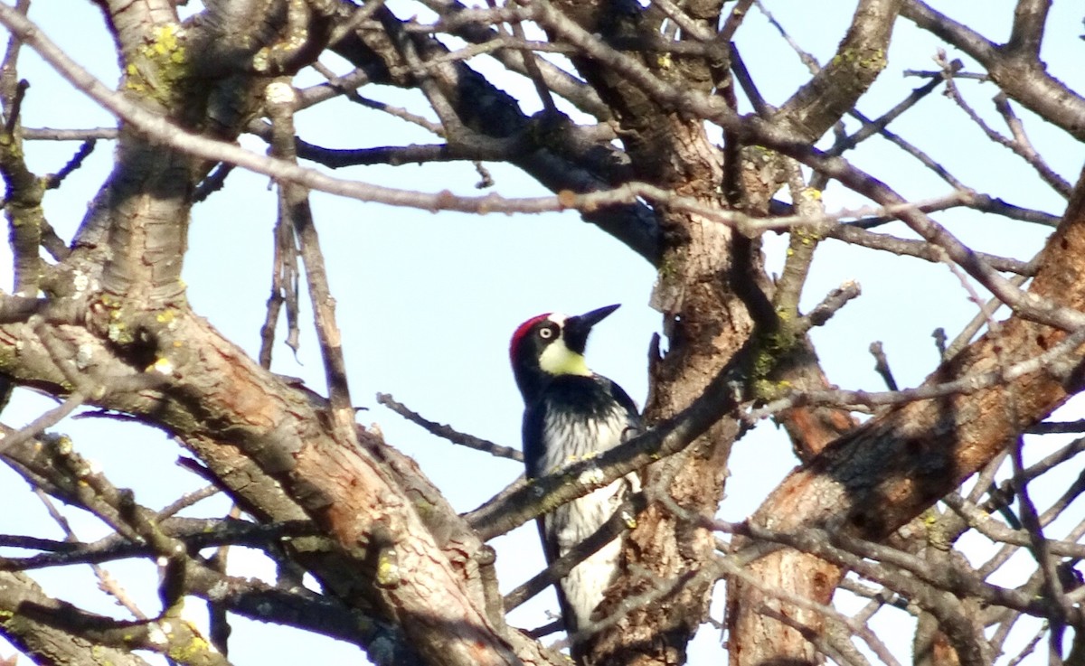 Acorn Woodpecker - ML208115551