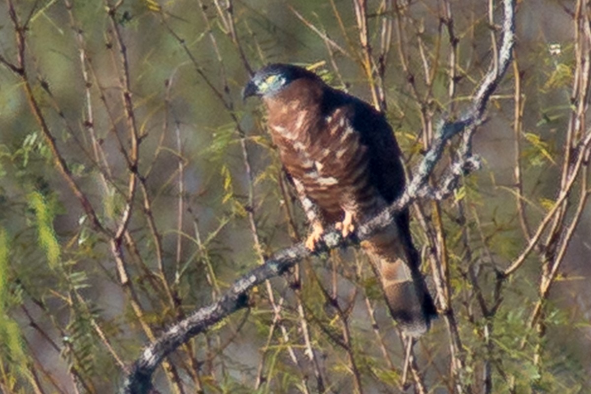 Hook-billed Kite - ML208115661