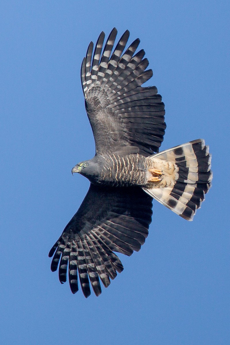 Hook-billed Kite - Marvin Pfeiffer