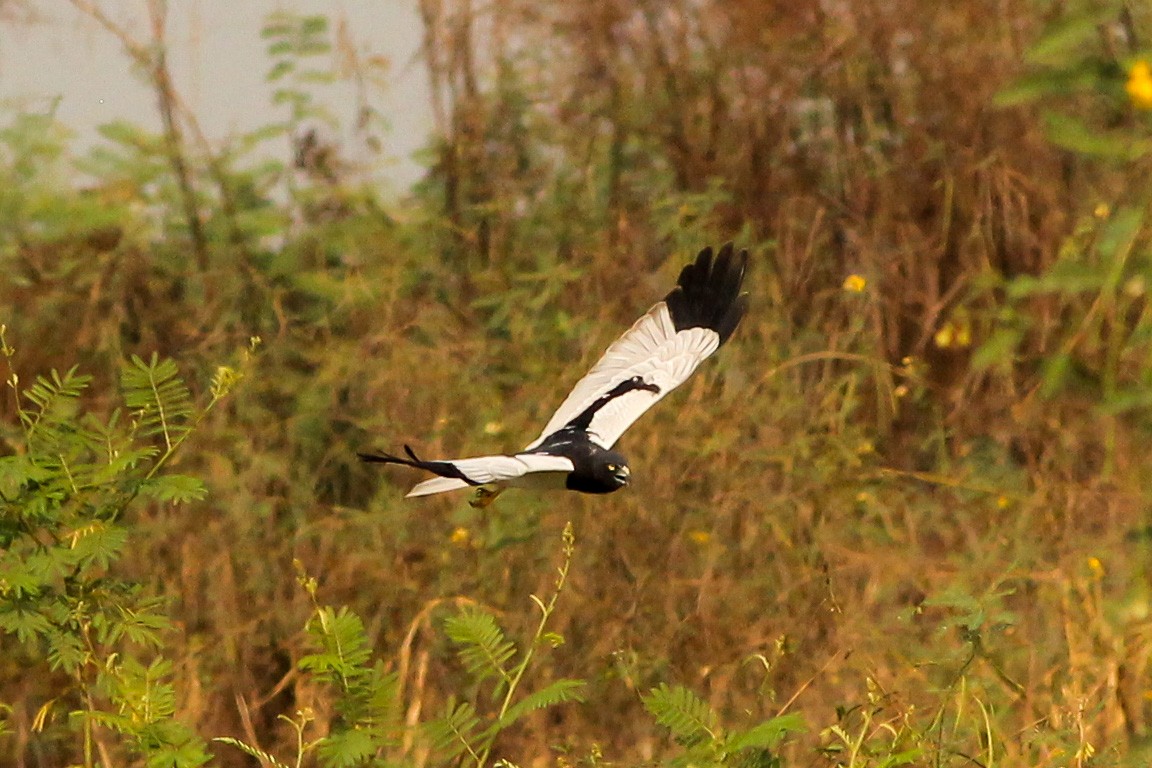 Pied Harrier - ML208116141