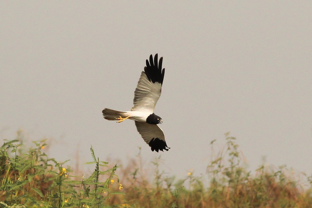 Pied Harrier - ML208116151