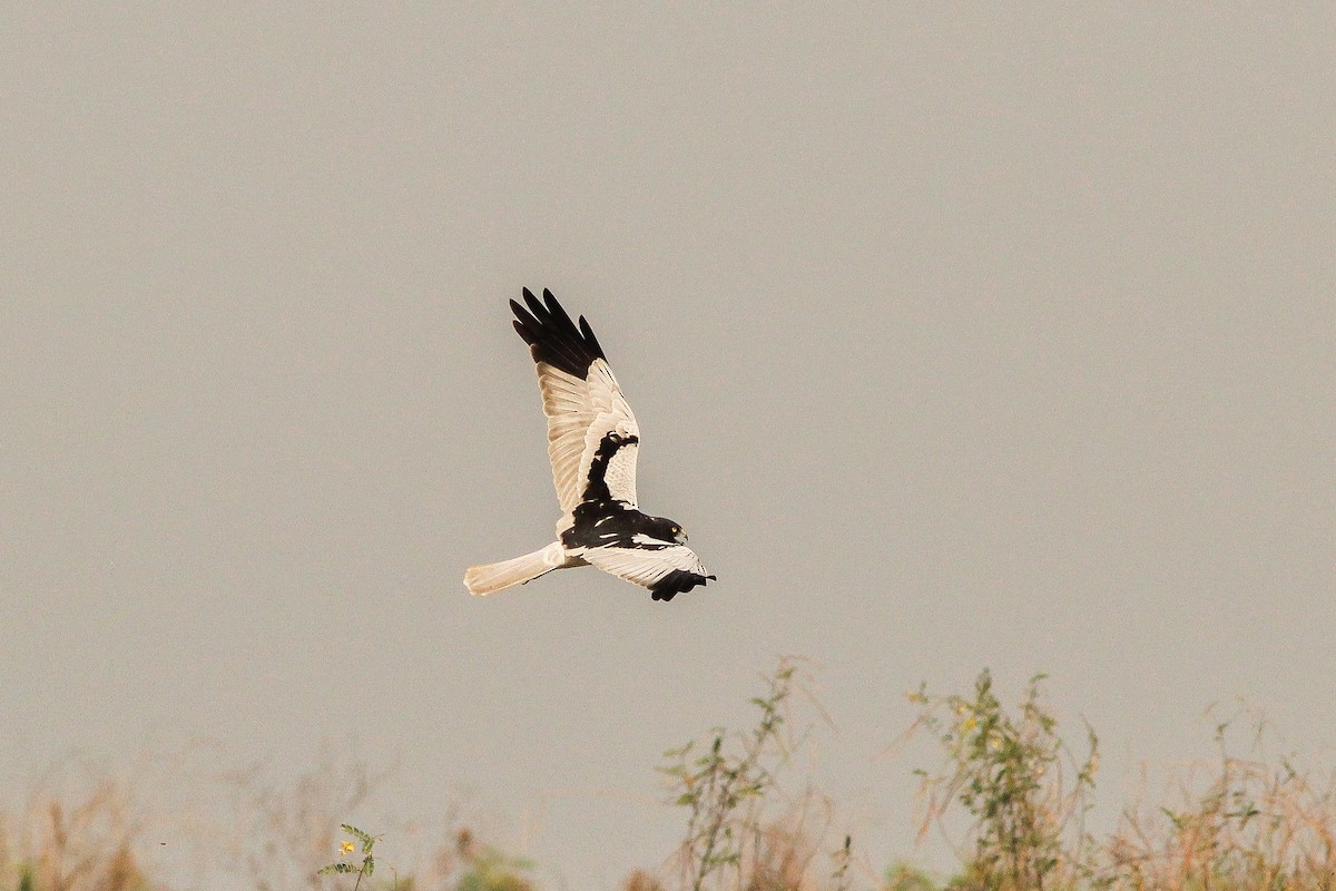 Pied Harrier - ML208116161