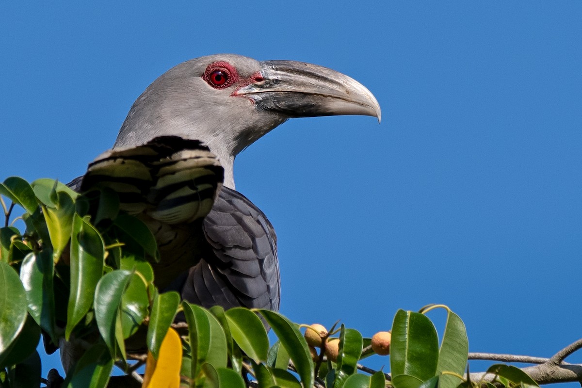 Channel-billed Cuckoo - ML208116851