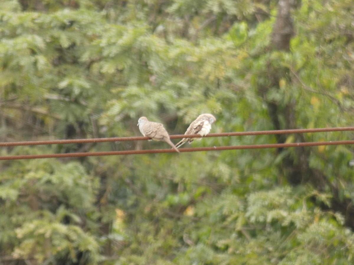 Zebra Dove - ML208116891