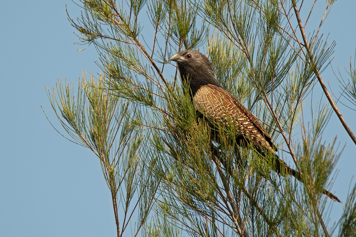 Pheasant Coucal - ML208116901