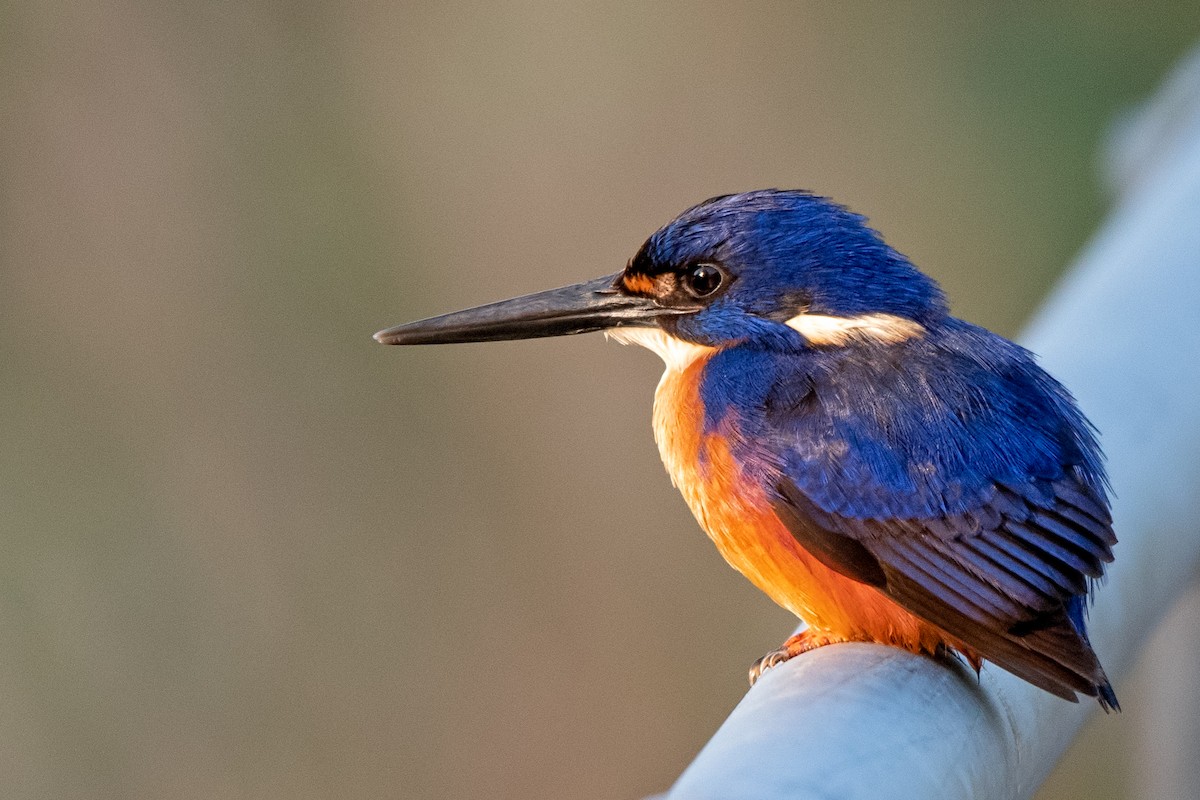 Martin-pêcheur à dos bleu - ML208116931