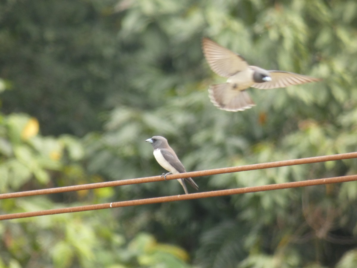 White-breasted Woodswallow - ML208116941