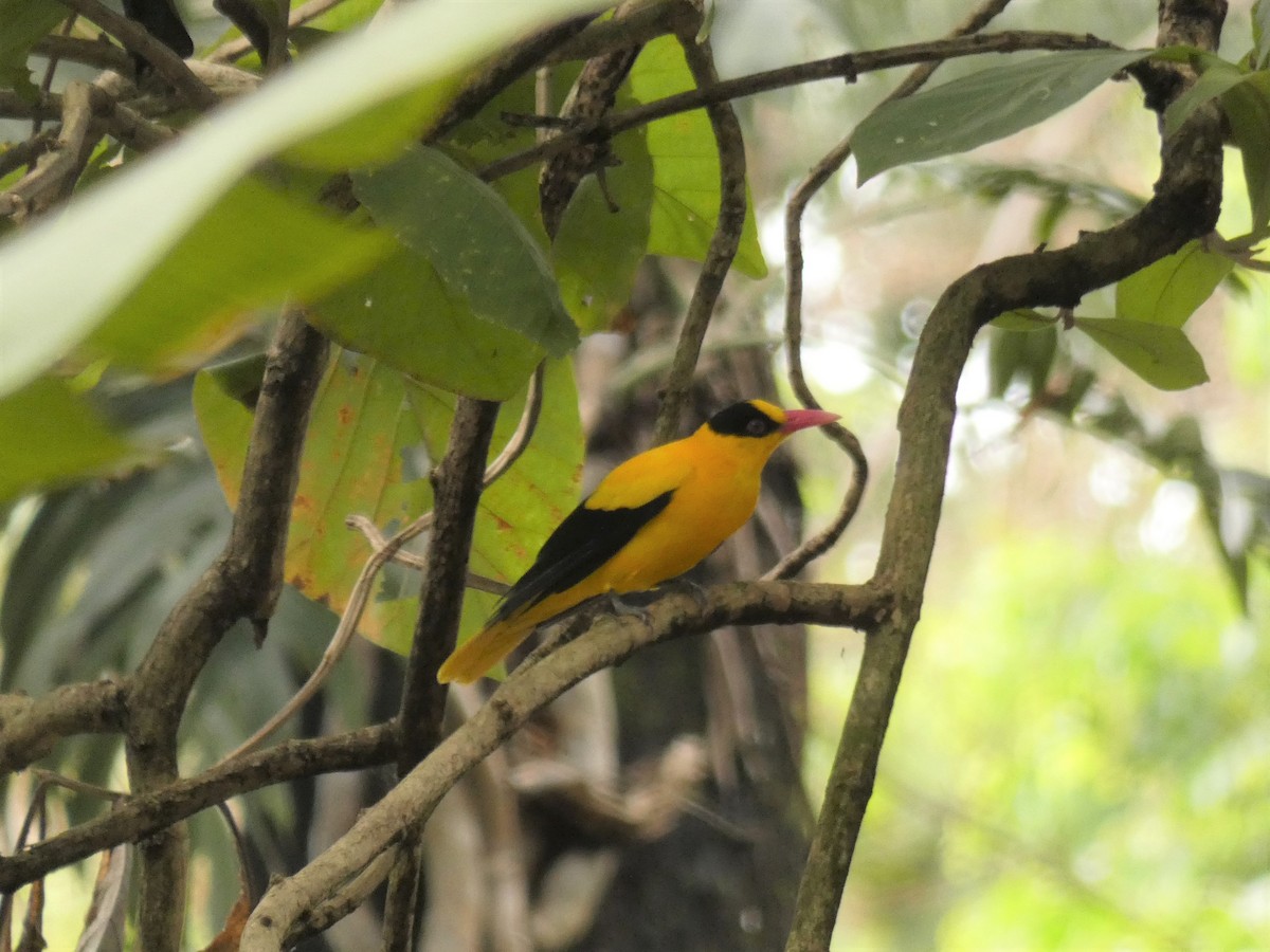 Black-naped Oriole (Philippine) - ML208116951