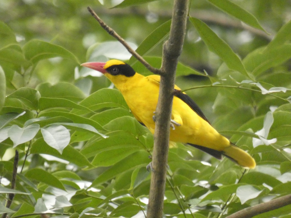 Black-naped Oriole (Philippine) - ML208117051