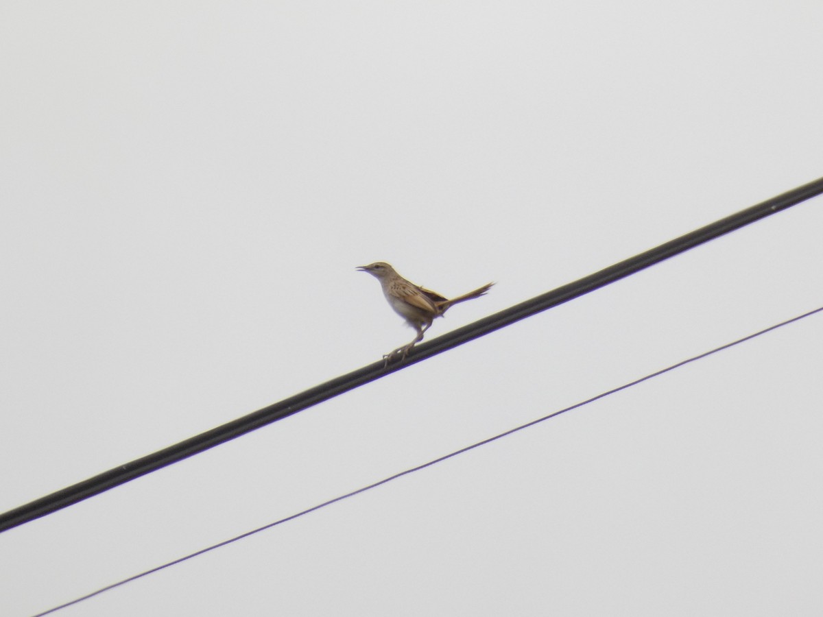 Striated Grassbird - ML208117091