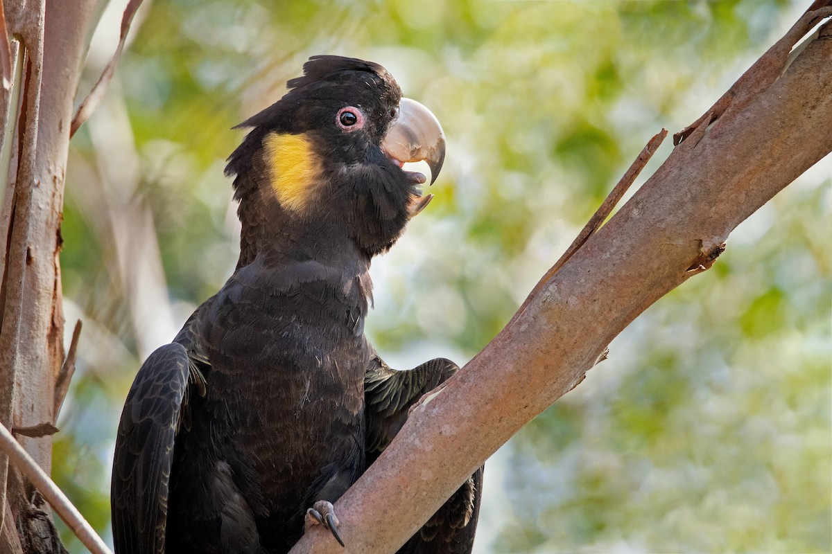 Yellow-tailed Black-Cockatoo - ML208117111