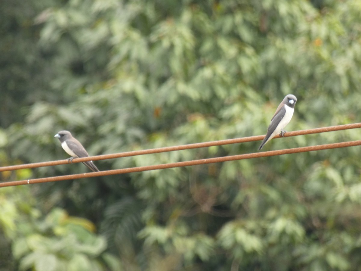 White-breasted Woodswallow - ML208117181