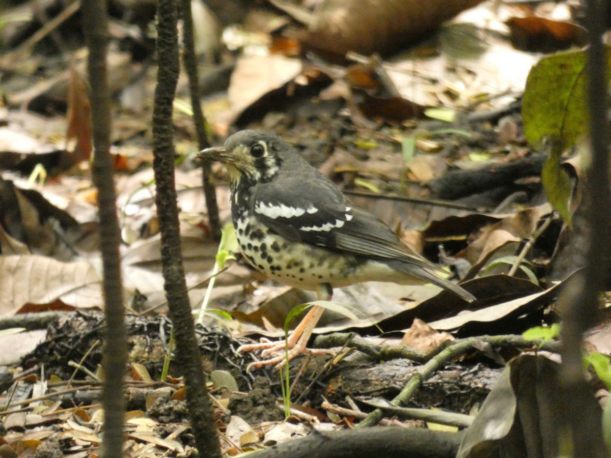 Ashy Thrush - ML208117191