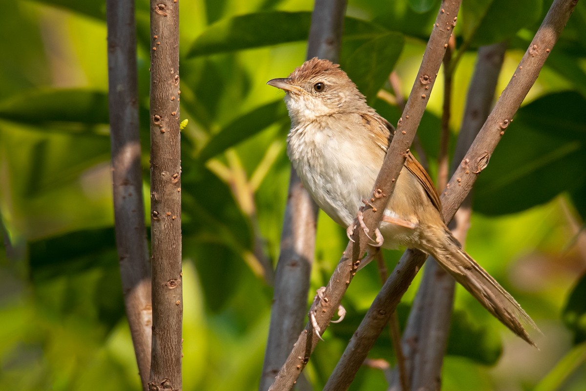 Tawny Grassbird - Hayley Alexander