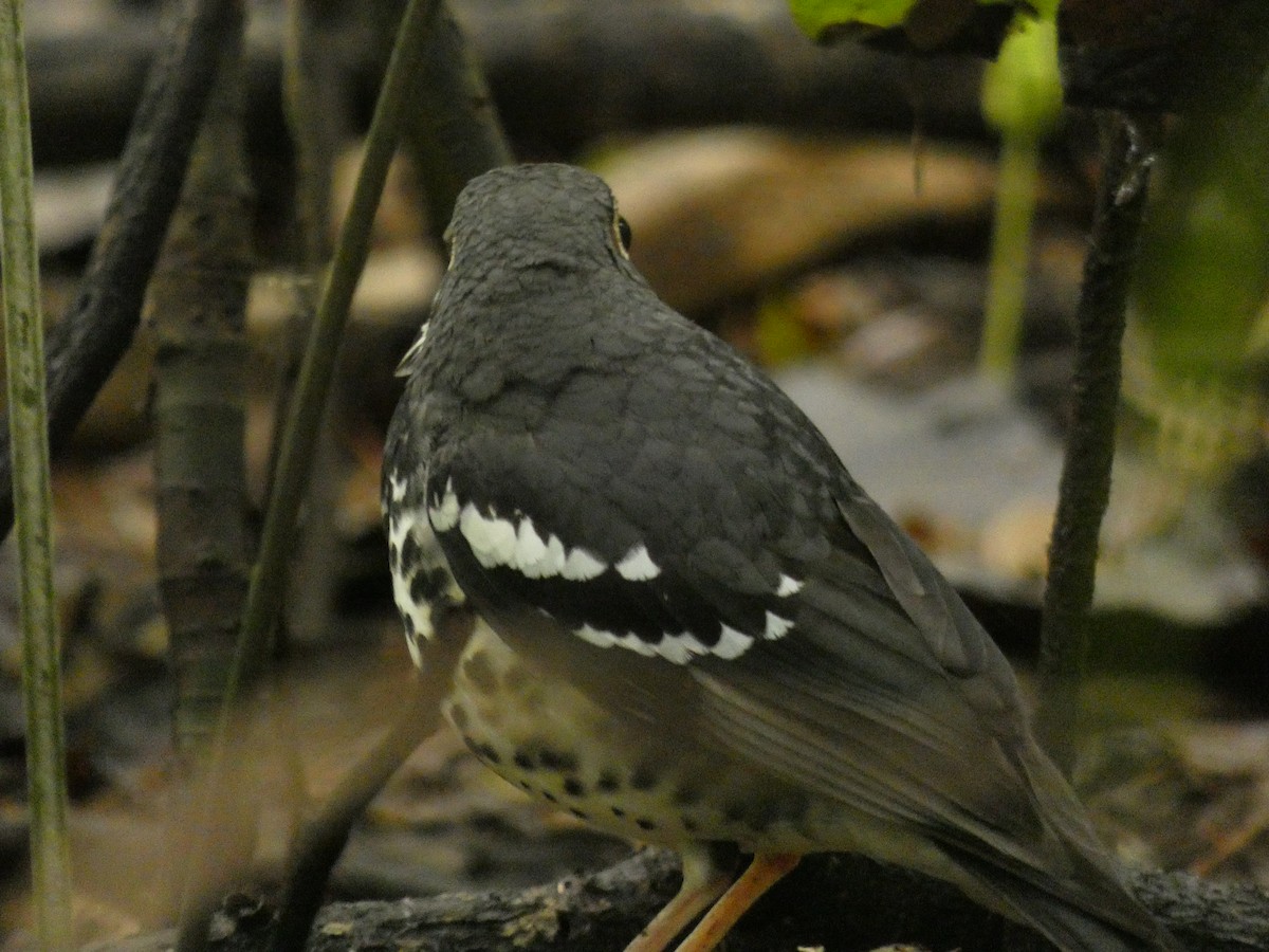 Ashy Thrush - ML208117551