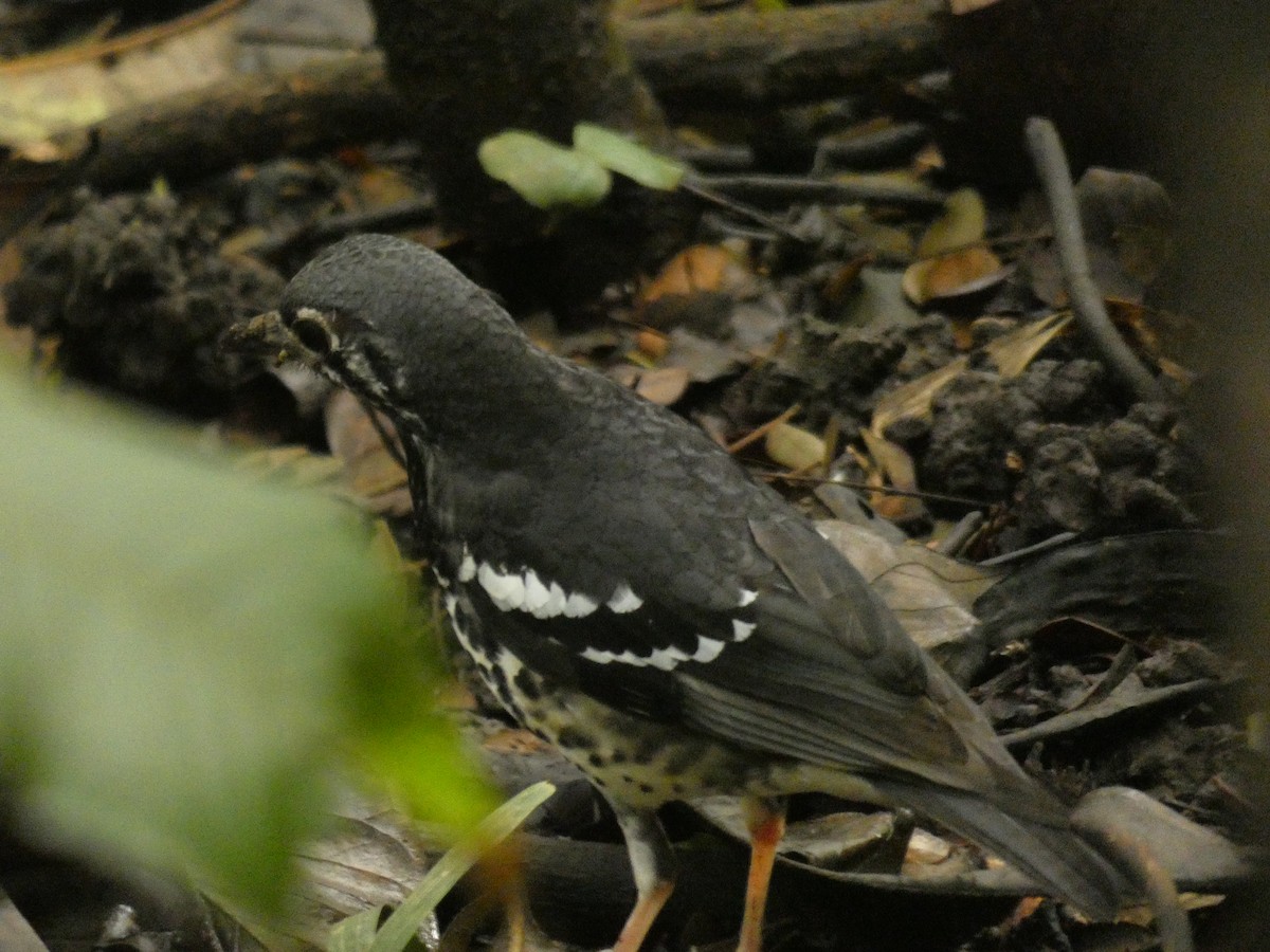 Ashy Thrush - ML208117591