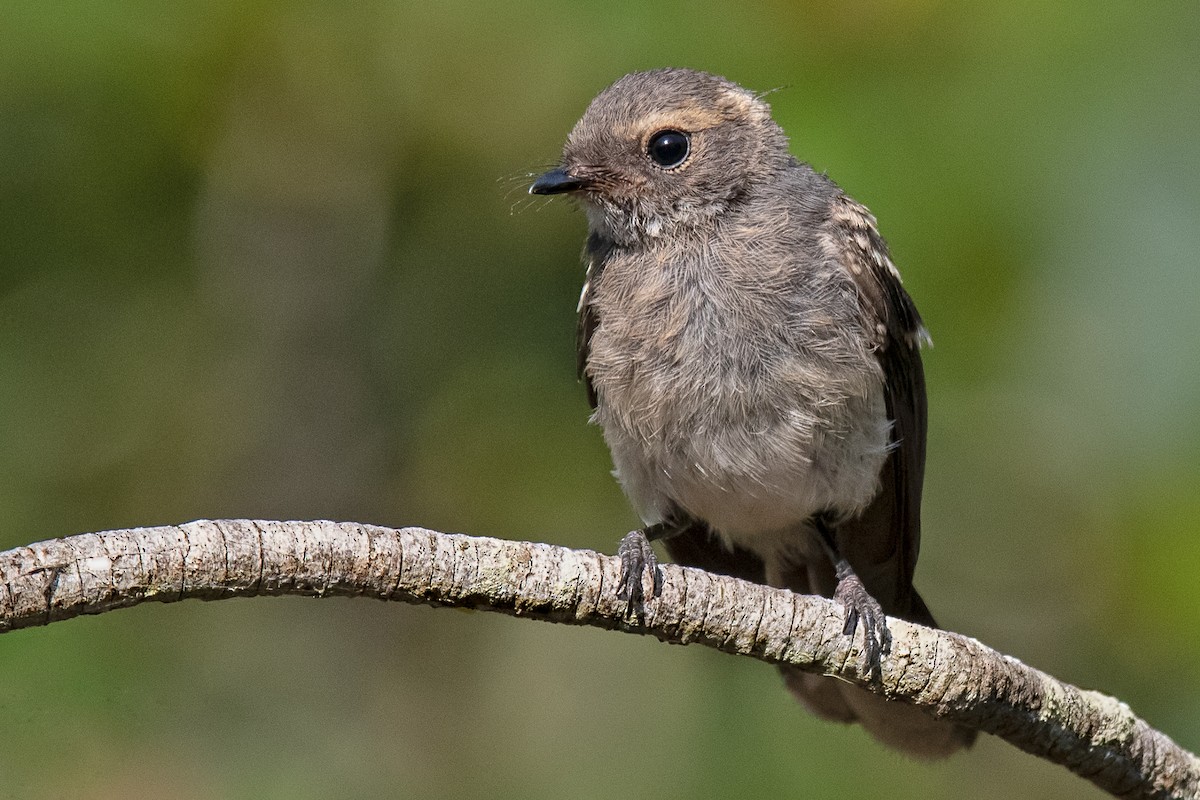 Gray Fantail - ML208117671