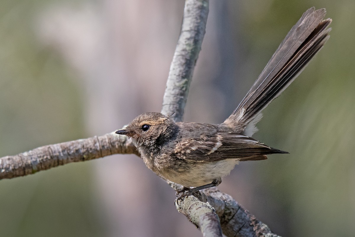 Gray Fantail - ML208117701