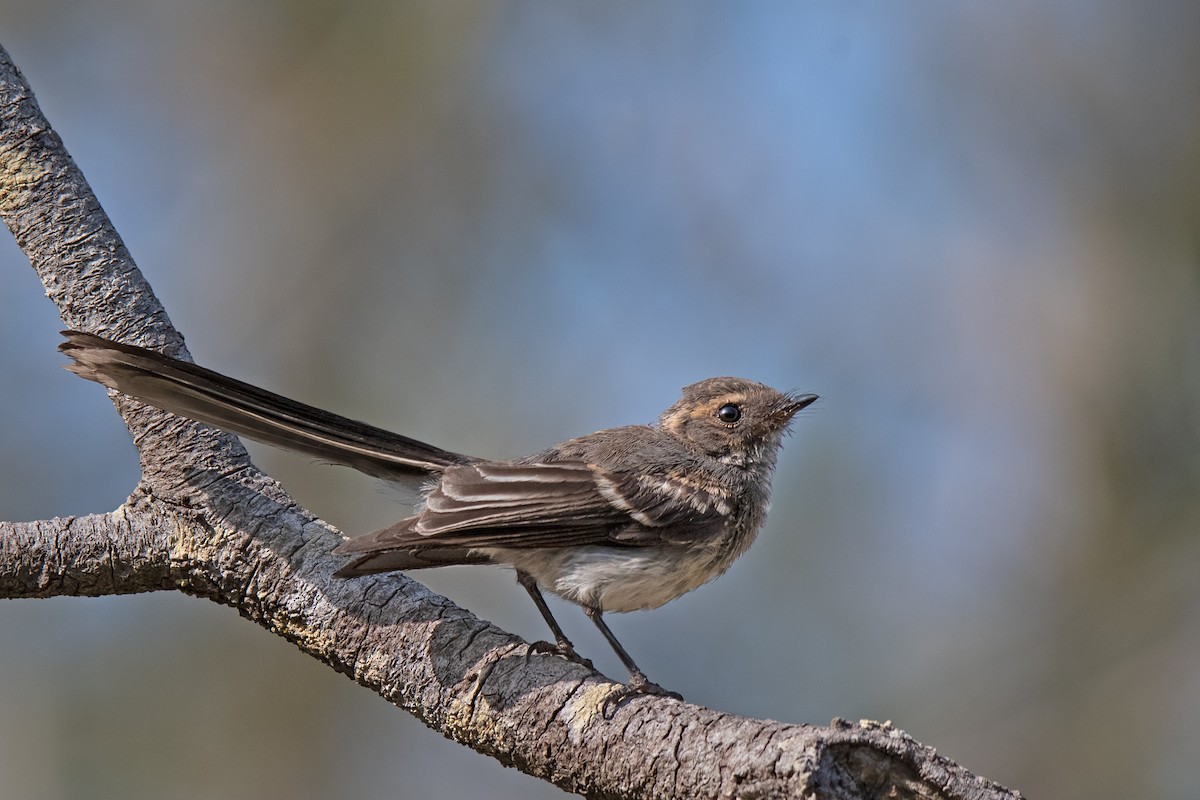 Gray Fantail - ML208117771