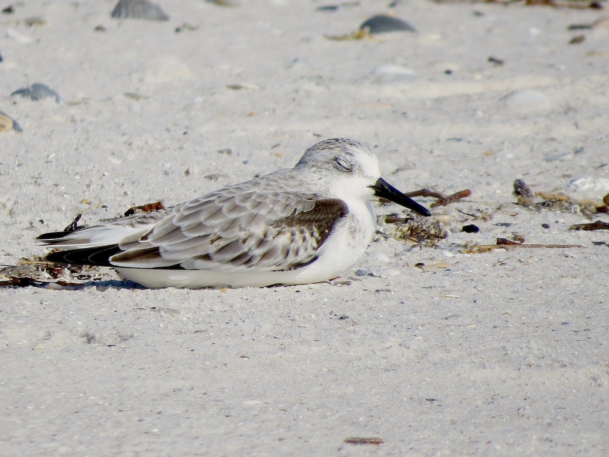 Sanderling - Ted Floyd