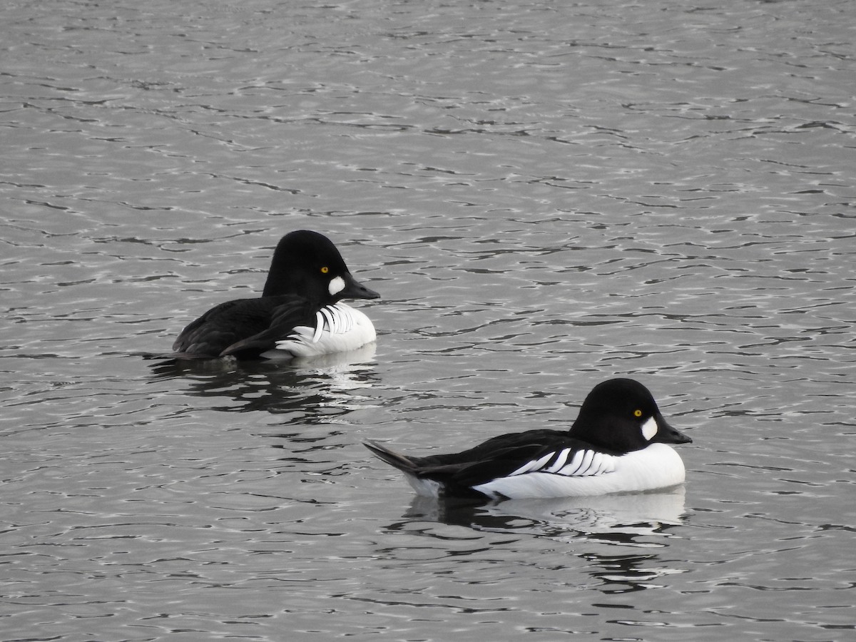 Common Goldeneye - ML208120191