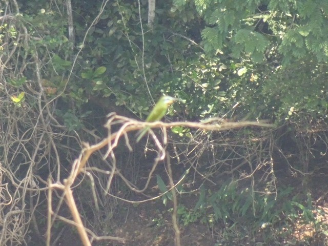 Blue-cheeked Bee-eater - Christian Engelstoft