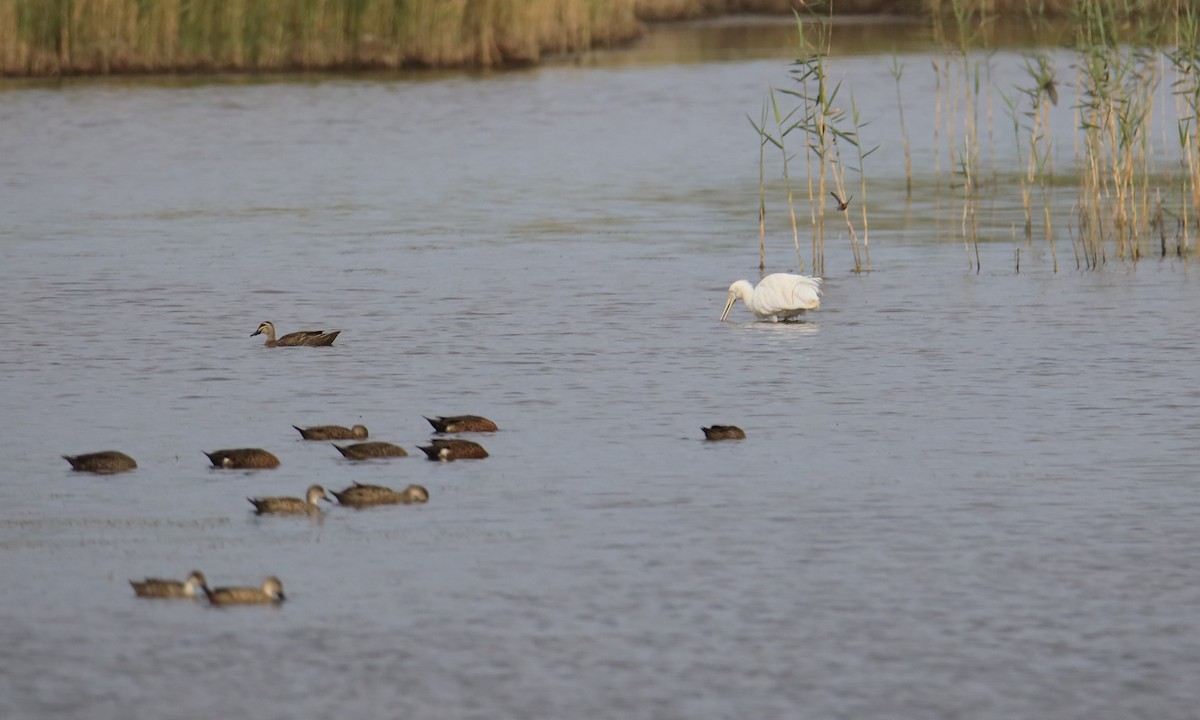 Yellow-billed Spoonbill - ML208121231