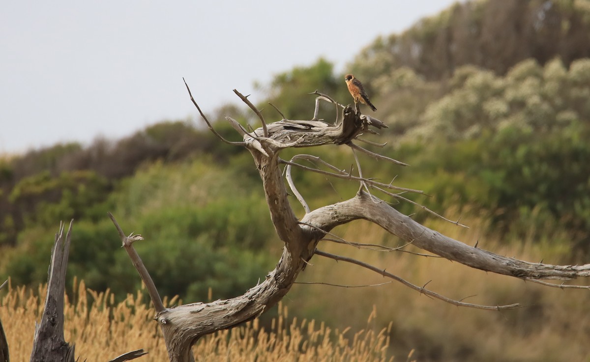 Australian Hobby - ML208121291