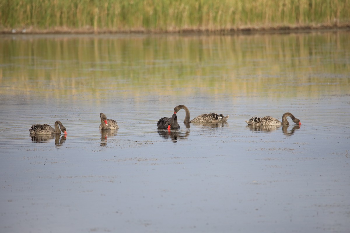 Black Swan - ML208121511