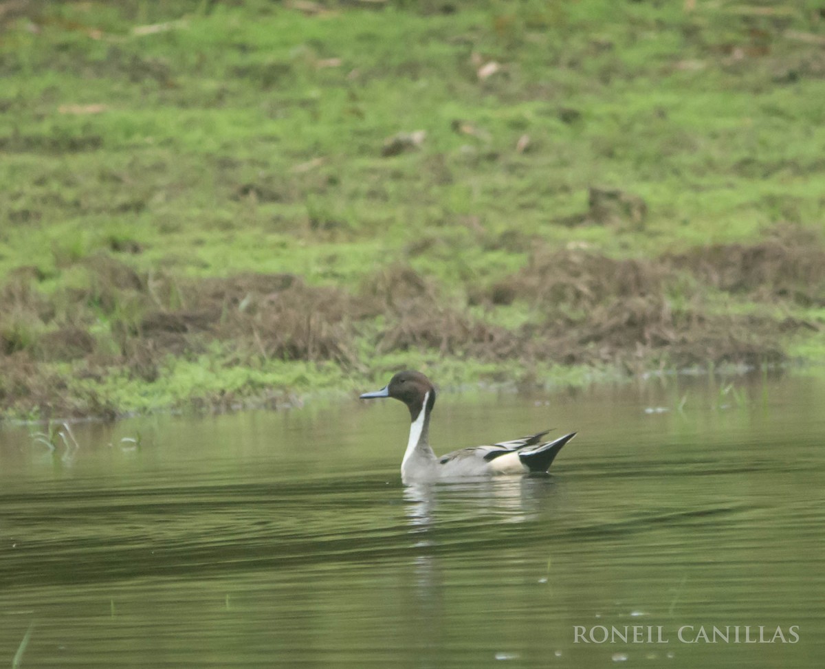 Northern Pintail - Roneil Canillas