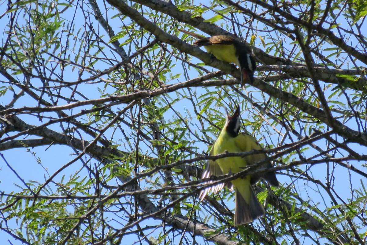 Boat-billed Flycatcher - ML208125221