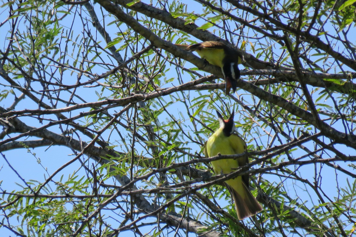 Boat-billed Flycatcher - ML208125241