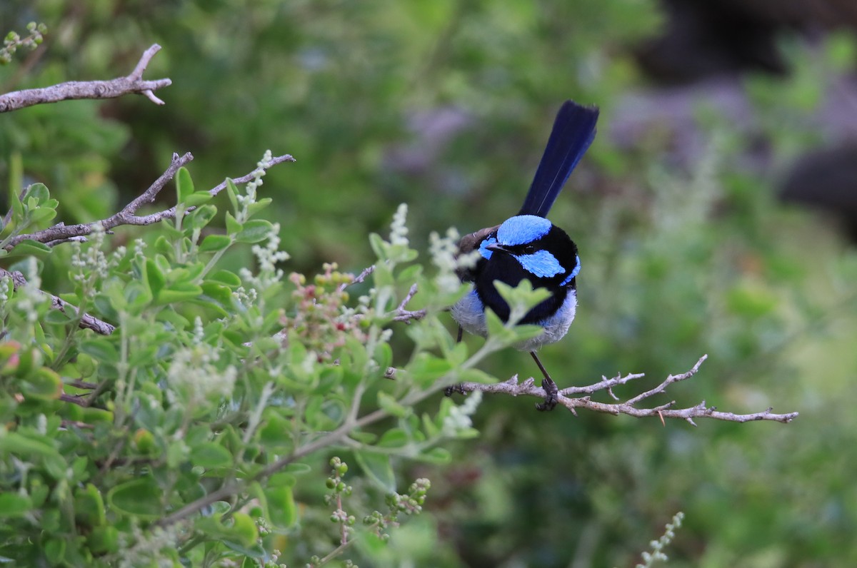 Superb Fairywren - Allen Lyu