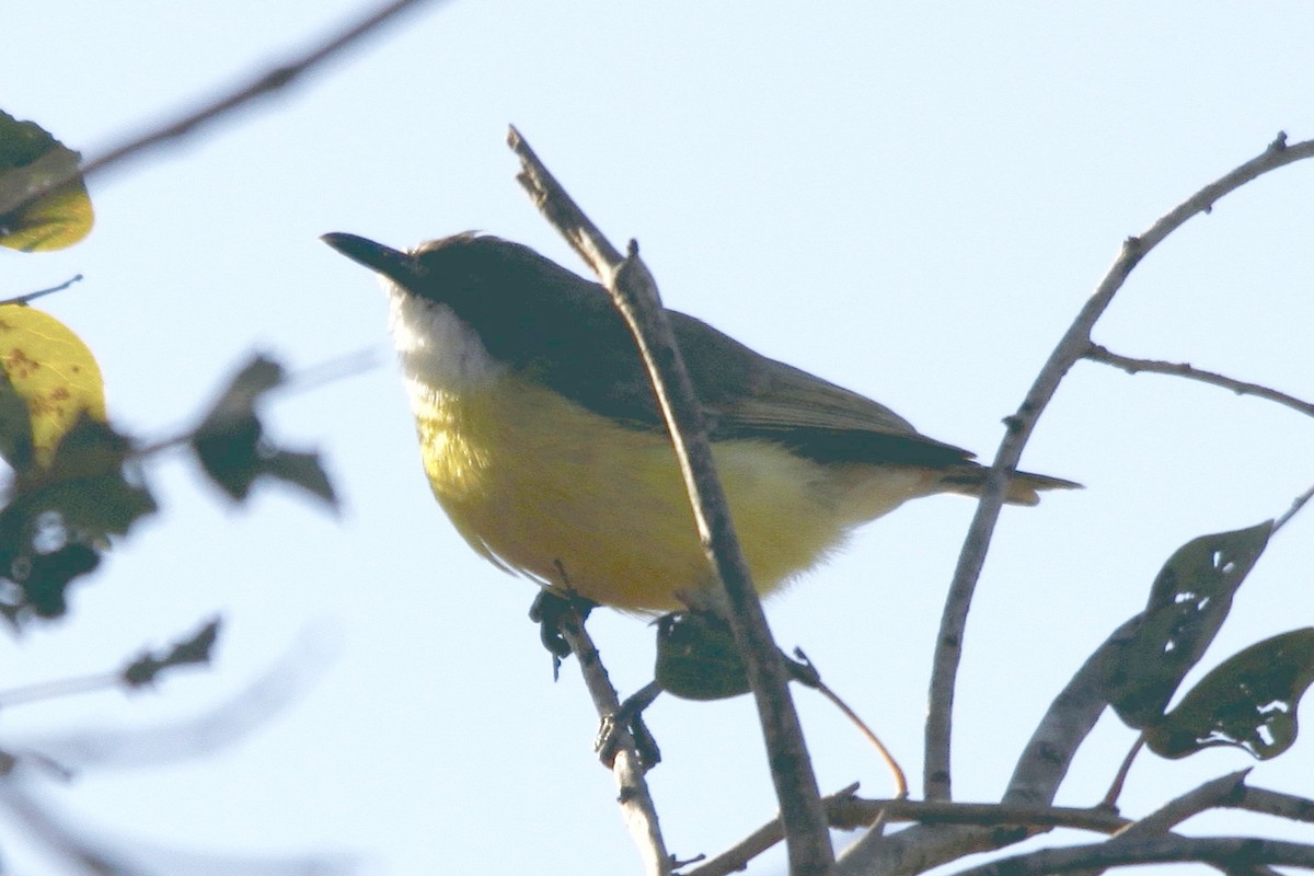 White-throated Gerygone - ML208125511