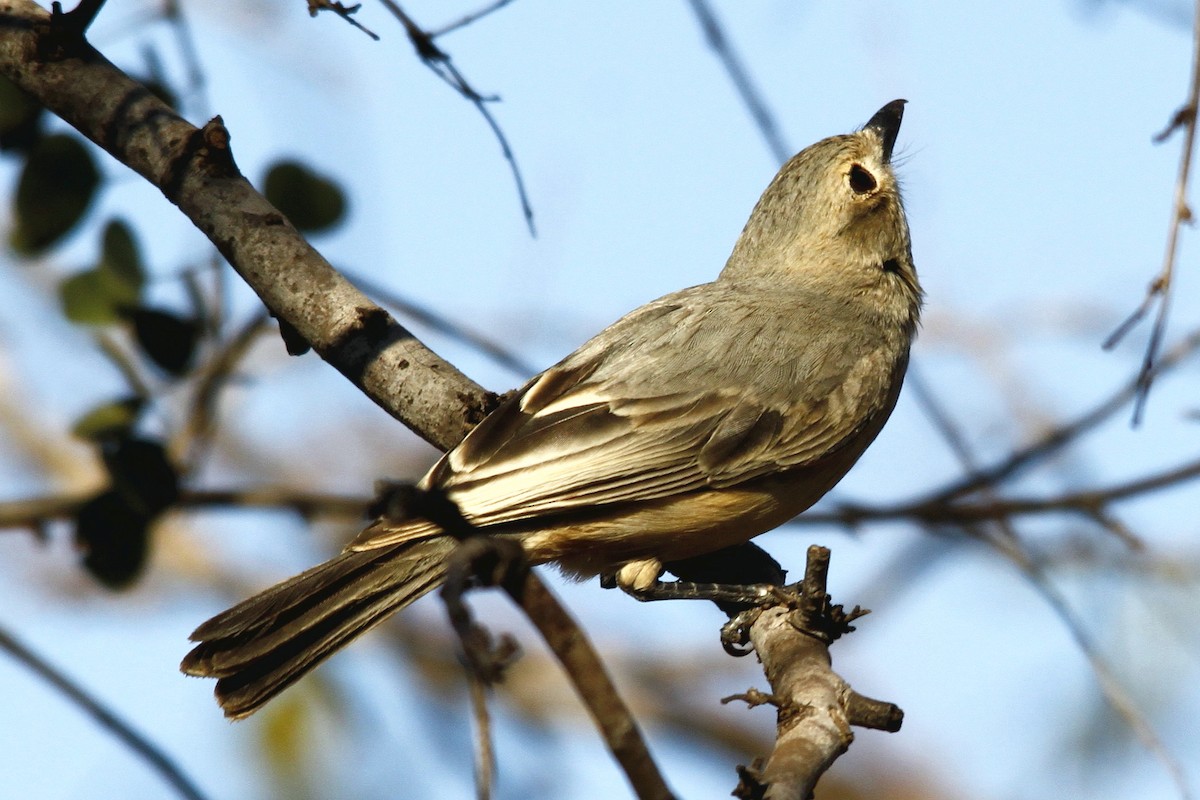 Rufous Whistler - ML208125561