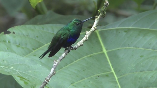 Colibrí de Julia - ML208125591