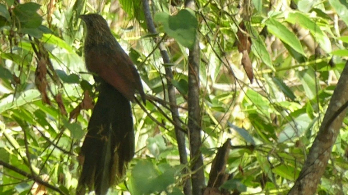 Philippine Coucal - ML208126861