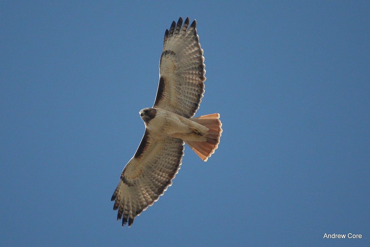 Rotschwanzbussard - ML20812731